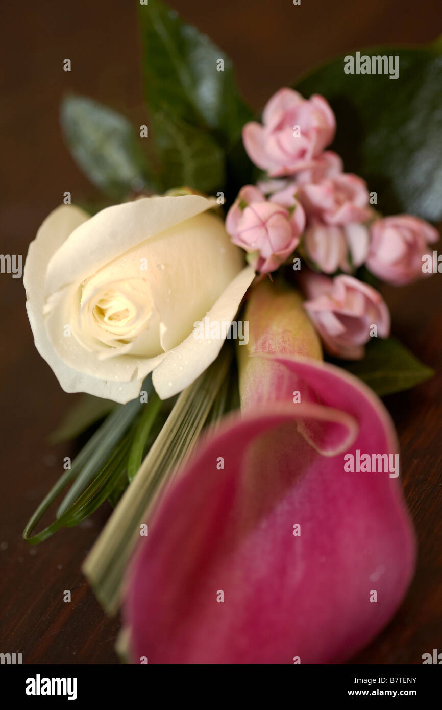 Cala Lily rose et blanc boutonnière rose Banque D'Images