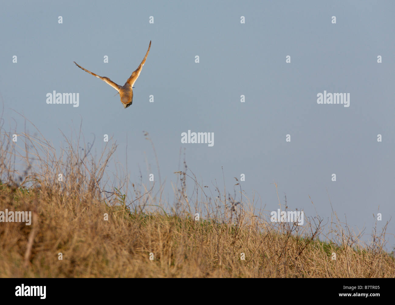 Effraie des clochers Tyto alba chasse en soir lumière Welney Norfolk Banque D'Images