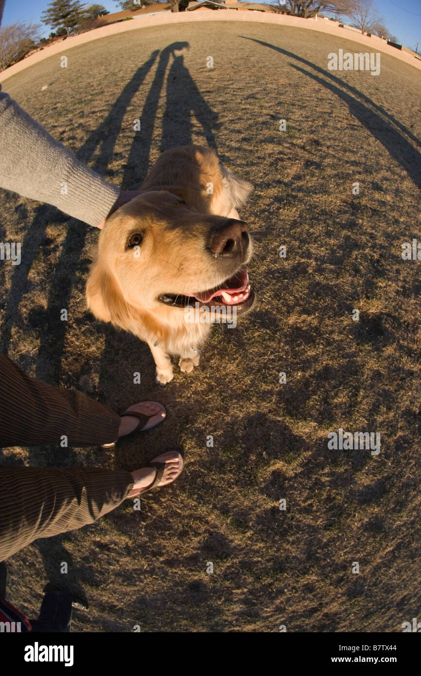 Fish eye view d'une personne de flatter un golden retriever dans un parc, le chien smiling at camera Banque D'Images