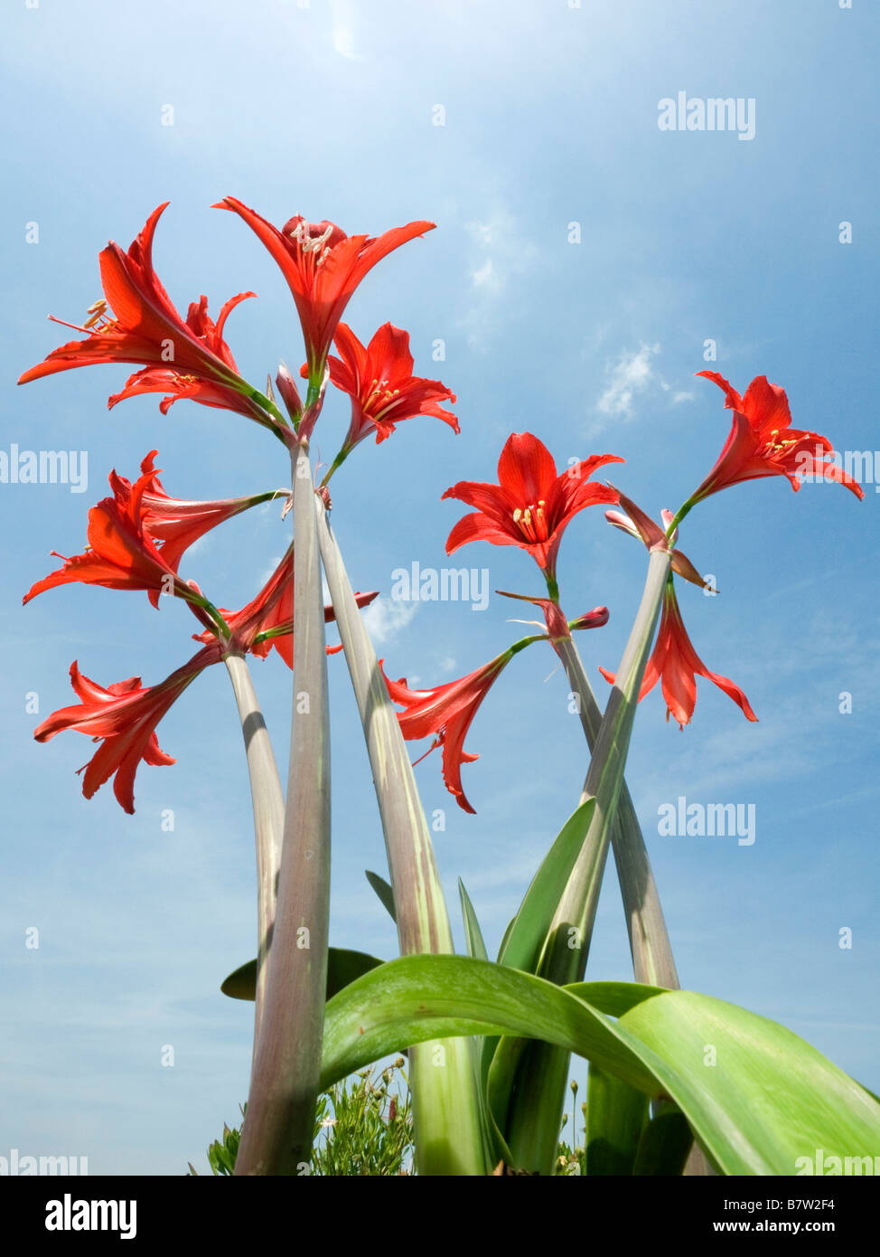 Amaryllis (Hippeastrum spec.), inflorescences contre ciel bleu, Espagne Banque D'Images
