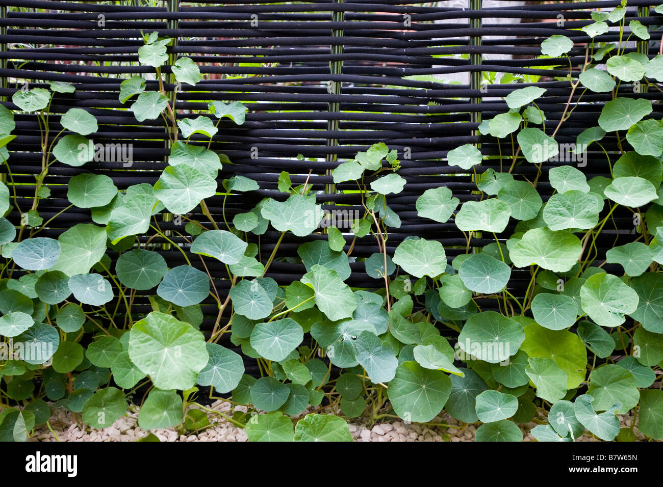 De plus en plus de feuilles de capucines contre écran noir moderne Banque D'Images