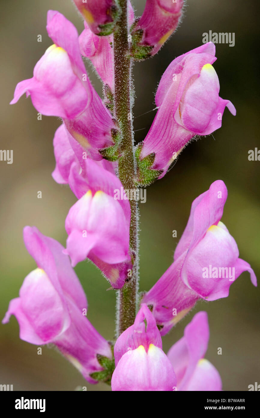 (Garden snapdragon Antirrhinum majus), inflorescence, espagne, Valence, Parc Naturel de la rivière Turia Banque D'Images