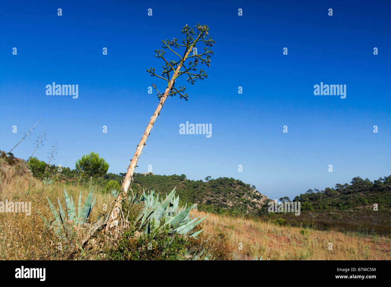 L'agave, Century Plant (Agave americana), avec l'infructescence, espagne, Valence, Parc Naturel de la Sierra Calderona Banque D'Images