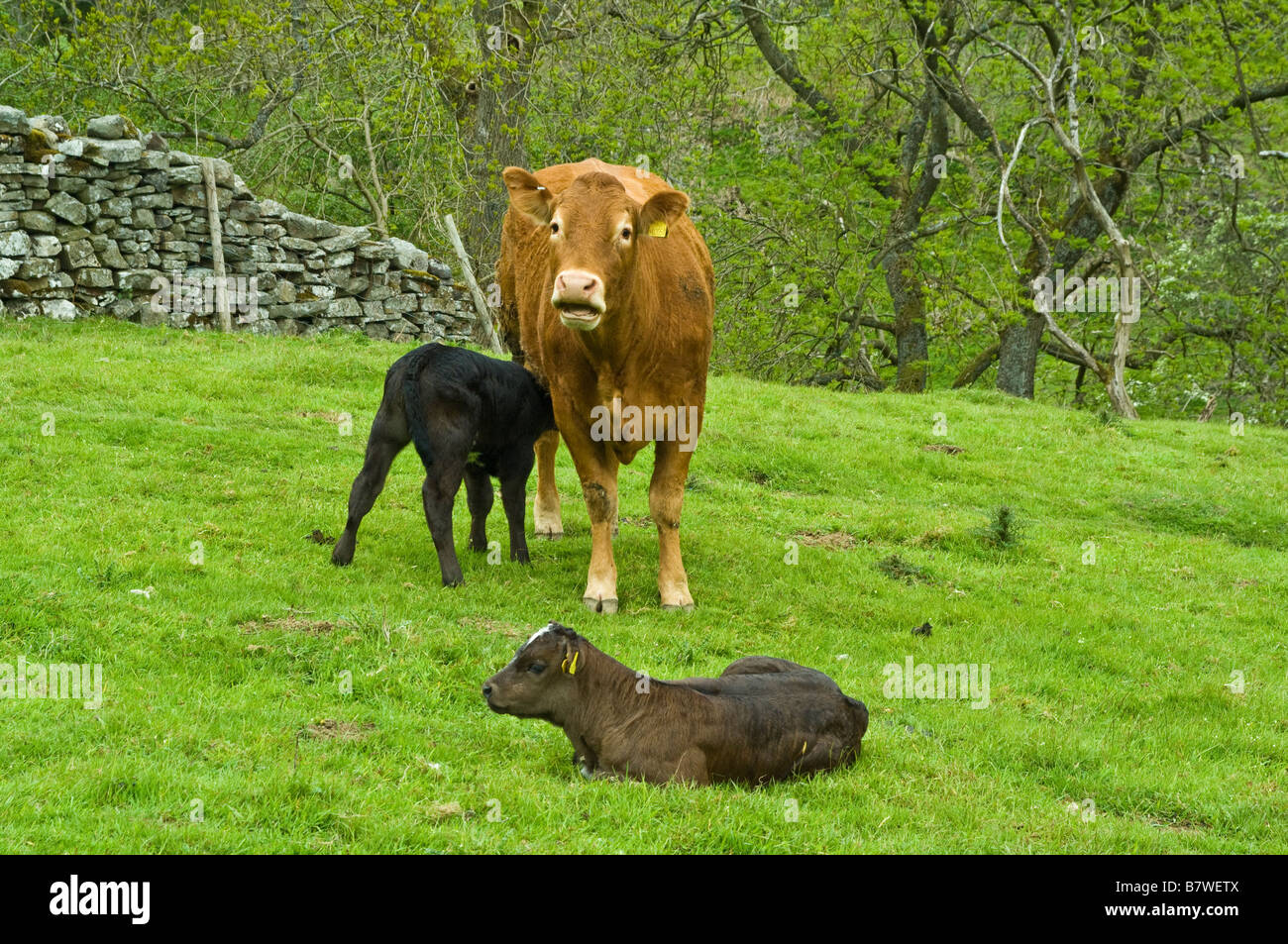 Deux veaux et vaches dans un champ de Swaledale dans le Yorkshire Dales National Park Banque D'Images
