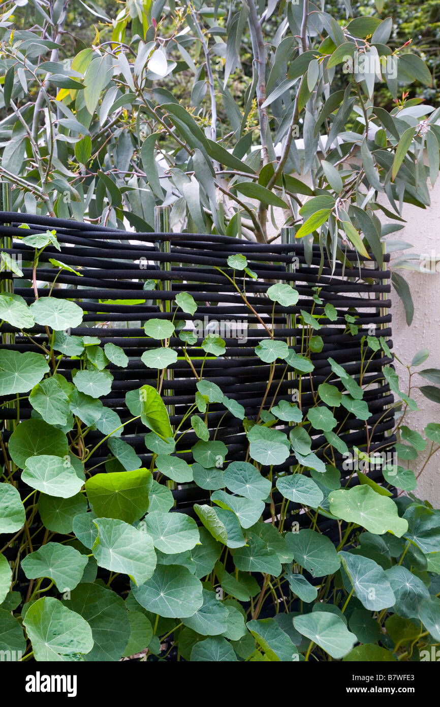 De plus en plus de feuilles de capucines contre écran noir moderne Banque D'Images