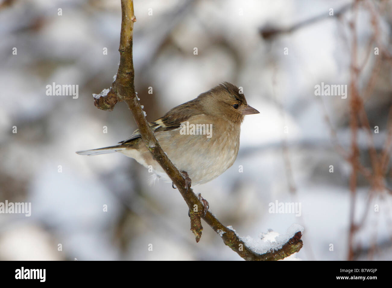 Direction générale de la femme chaffinch sur Banque D'Images