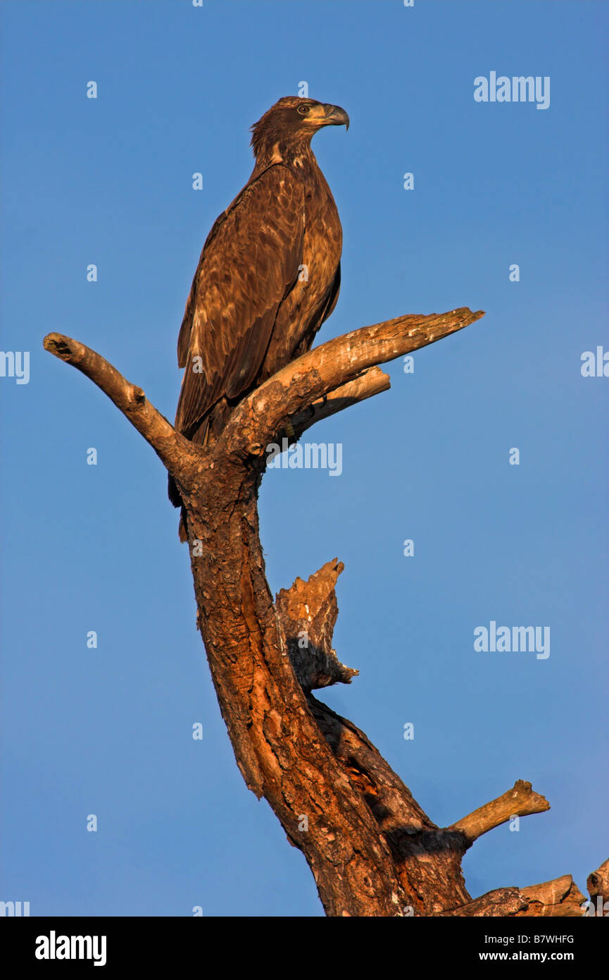 L'érismature à tête blanche (Oxyura leucocephala), assis sur un arbre, USA, Floride Banque D'Images