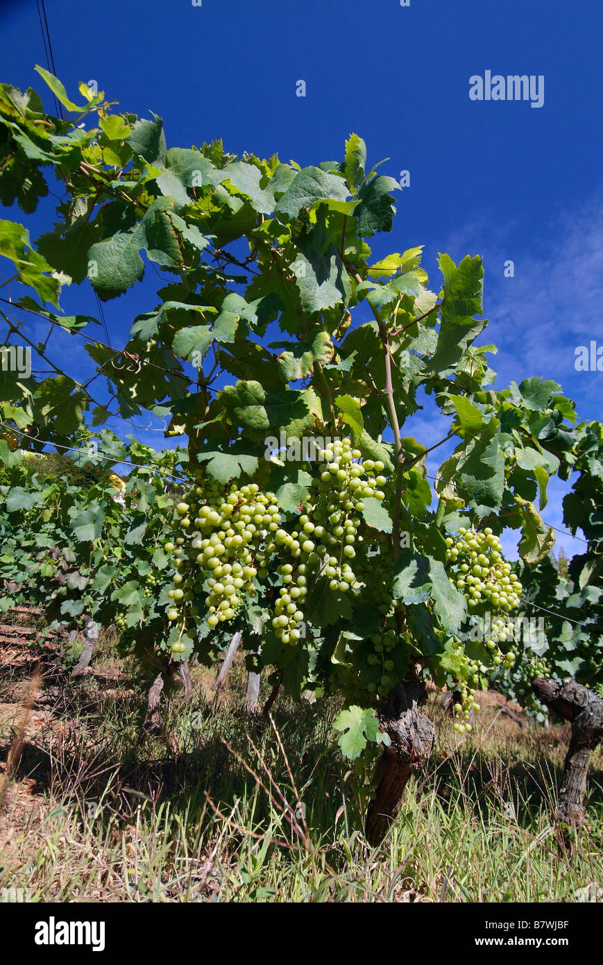 Vignoble à Cangas del Narcea, Asturias, Espagne Banque D'Images