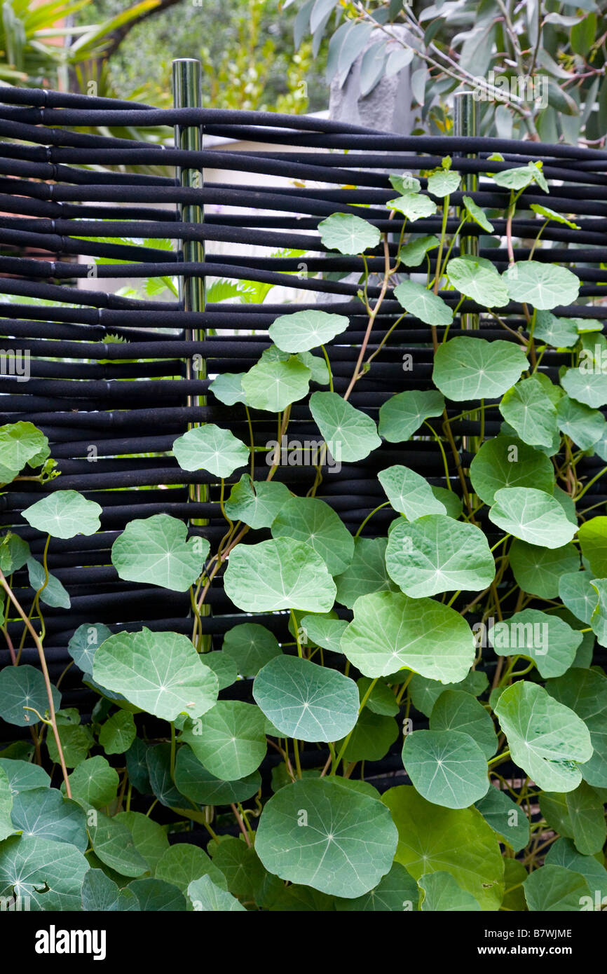 De plus en plus de feuilles de capucines contre écran noir moderne Banque D'Images