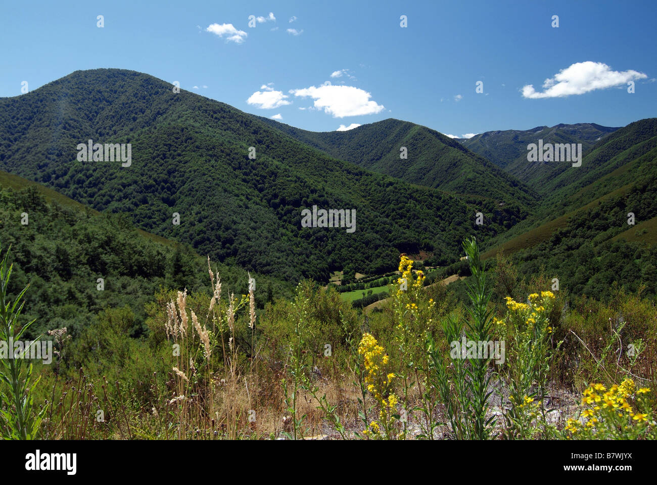 Chênes, partie intégrante de la Réserve Naturelle de Muniellos, Asturias, Espagne Banque D'Images