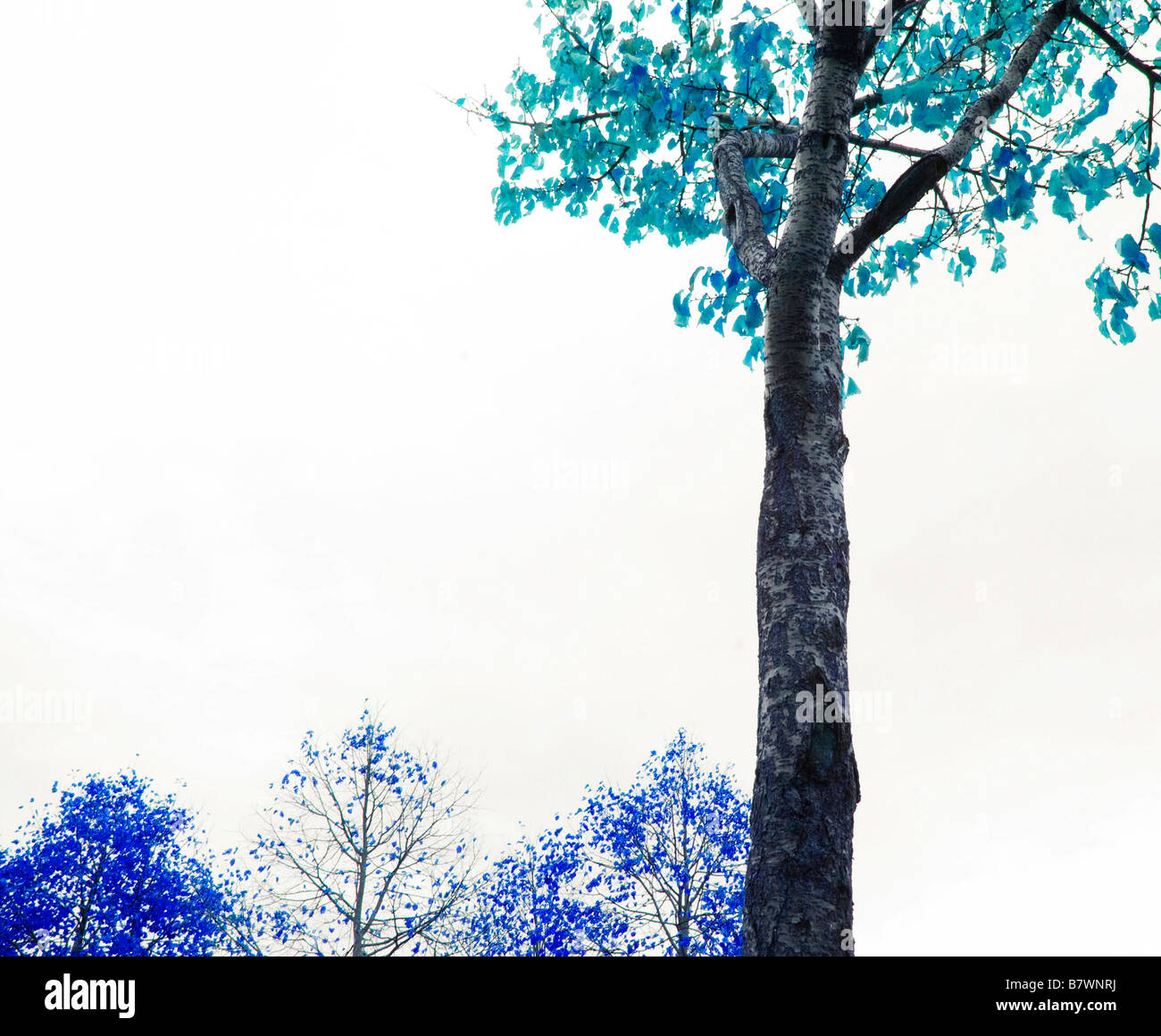 Les arbres manipulés au réchauffement planétaire Banque D'Images