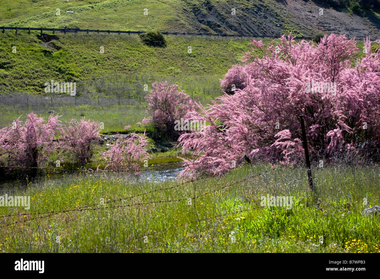 Floraison rose tamaris, une jolie mais très envahissantes, fleurit en Bear Valley, comté de, en Californie. Banque D'Images