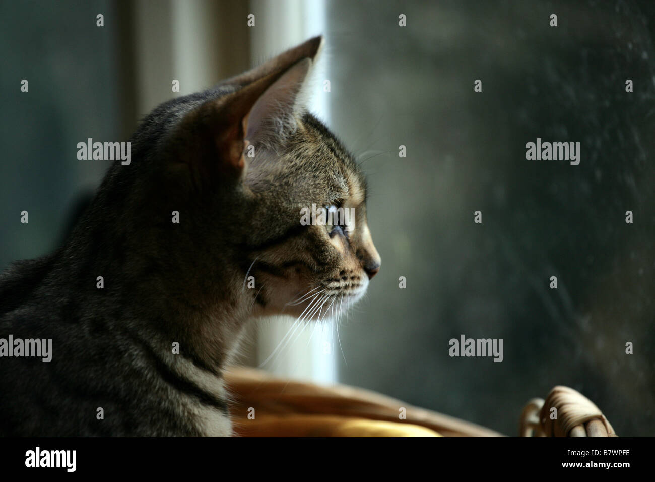 Assurer une veille à : un pedigree Bengal chat regarde par la fenêtre de son panier Banque D'Images