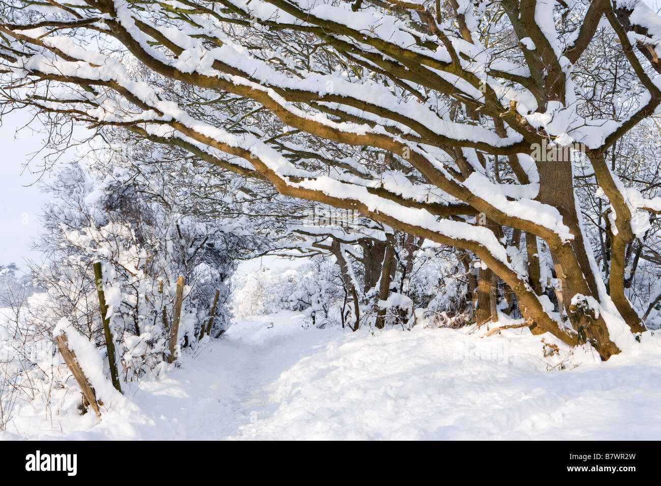 Arbres et sentier sous la neige. Envoyer, Surrey, UK. Banque D'Images