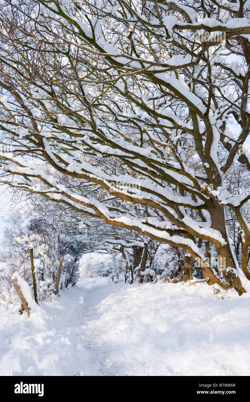 Arbres et sentier sous la neige. Envoyer, Surrey, UK. Banque D'Images