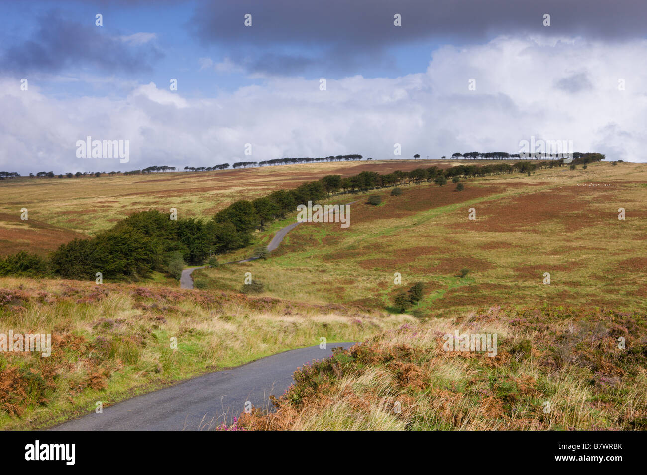 La lande près de l'Alderman allotissement Barrow Angleterre Somerset Exmoor National Park Banque D'Images