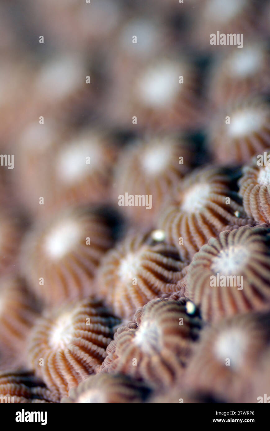 Corail Diploastrea heliopora pierreux Mahe, Seychelles, océan Indien Banque D'Images