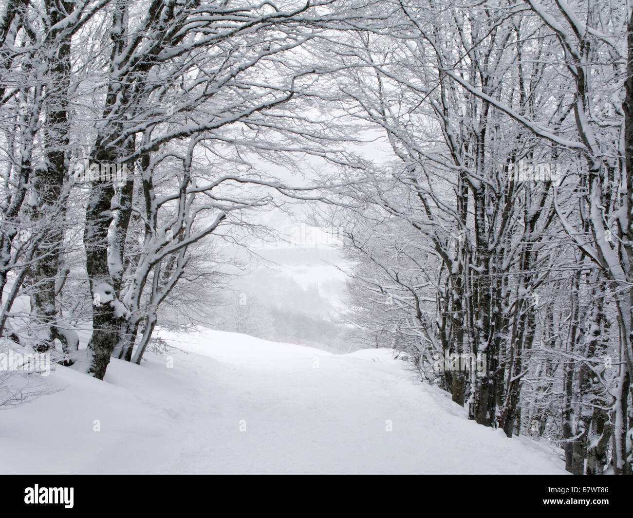 Chemin à travers les arbres couverts de neige. Auvergne, France. Banque D'Images