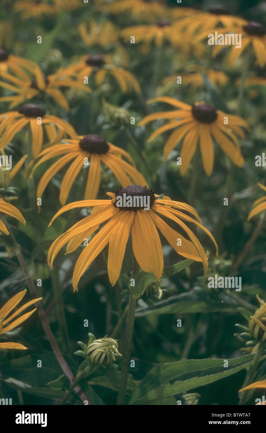 Rudbeckia fulgida 'Goldsturm' en fleurs dans le jardin d'été. Banque D'Images