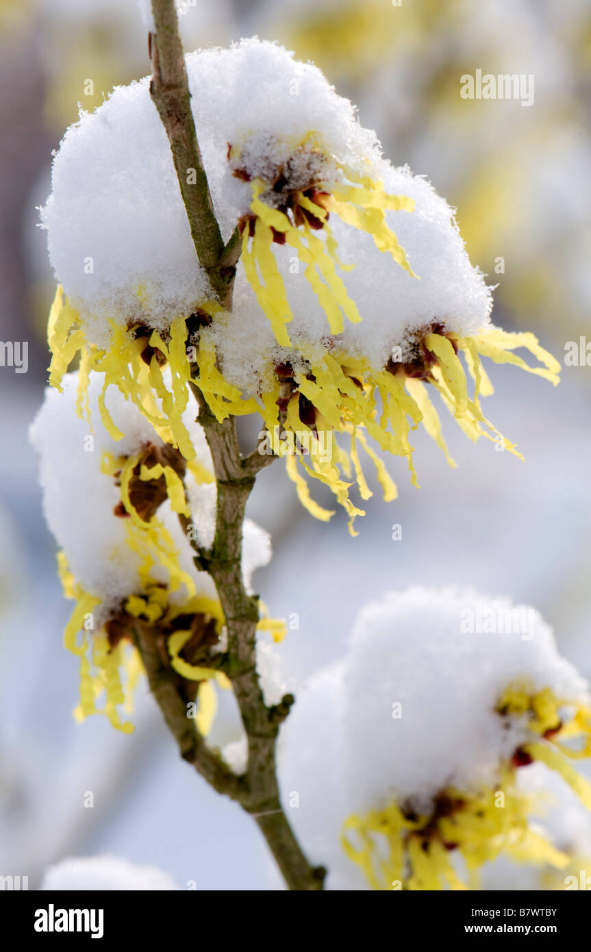 Close up of Hamamelis x intermedia sunburst Banque D'Images