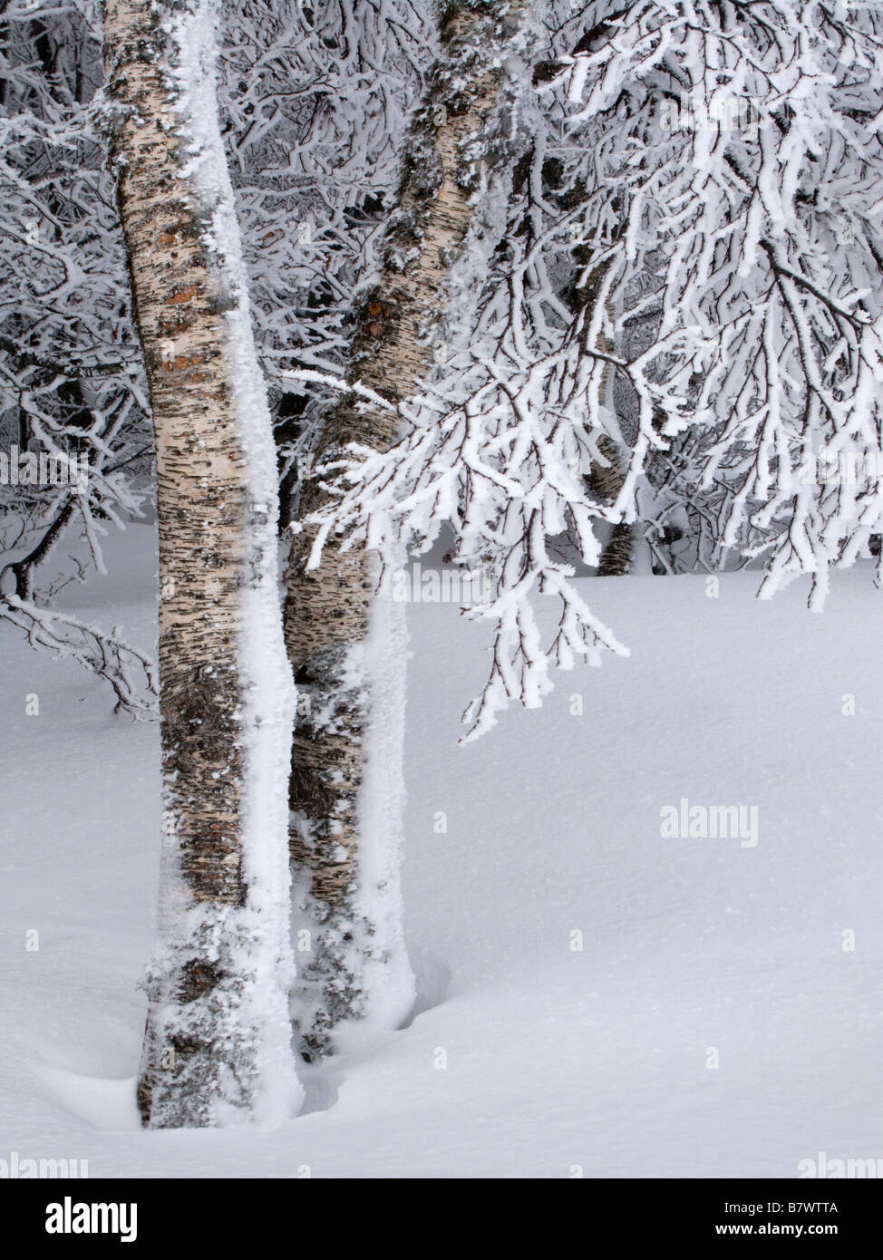 Silver Birch couvertes de neige. Auvergne, France Banque D'Images