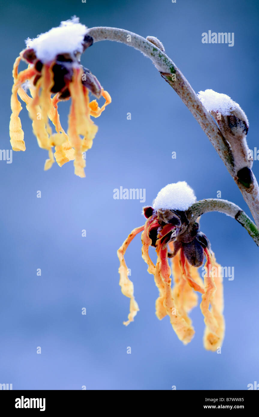 Close up of Hamamelis x intermedia aurora en fleur Banque D'Images