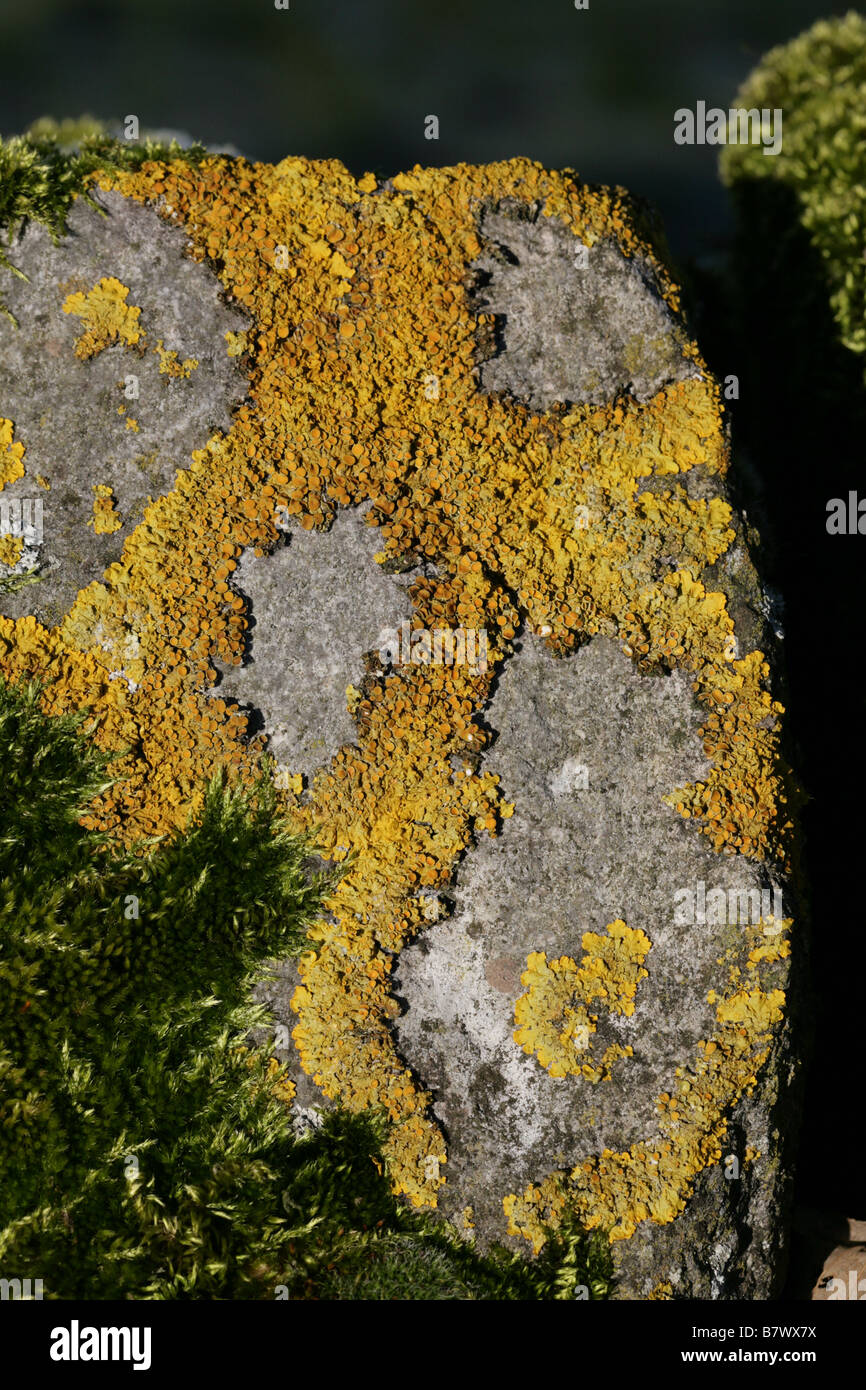 Xanthoria parietina, Lichen Orange Jaune commun, échelle, maritime, port maritime de lichen Sunburst, Staffordshire, vallée du collecteur Banque D'Images