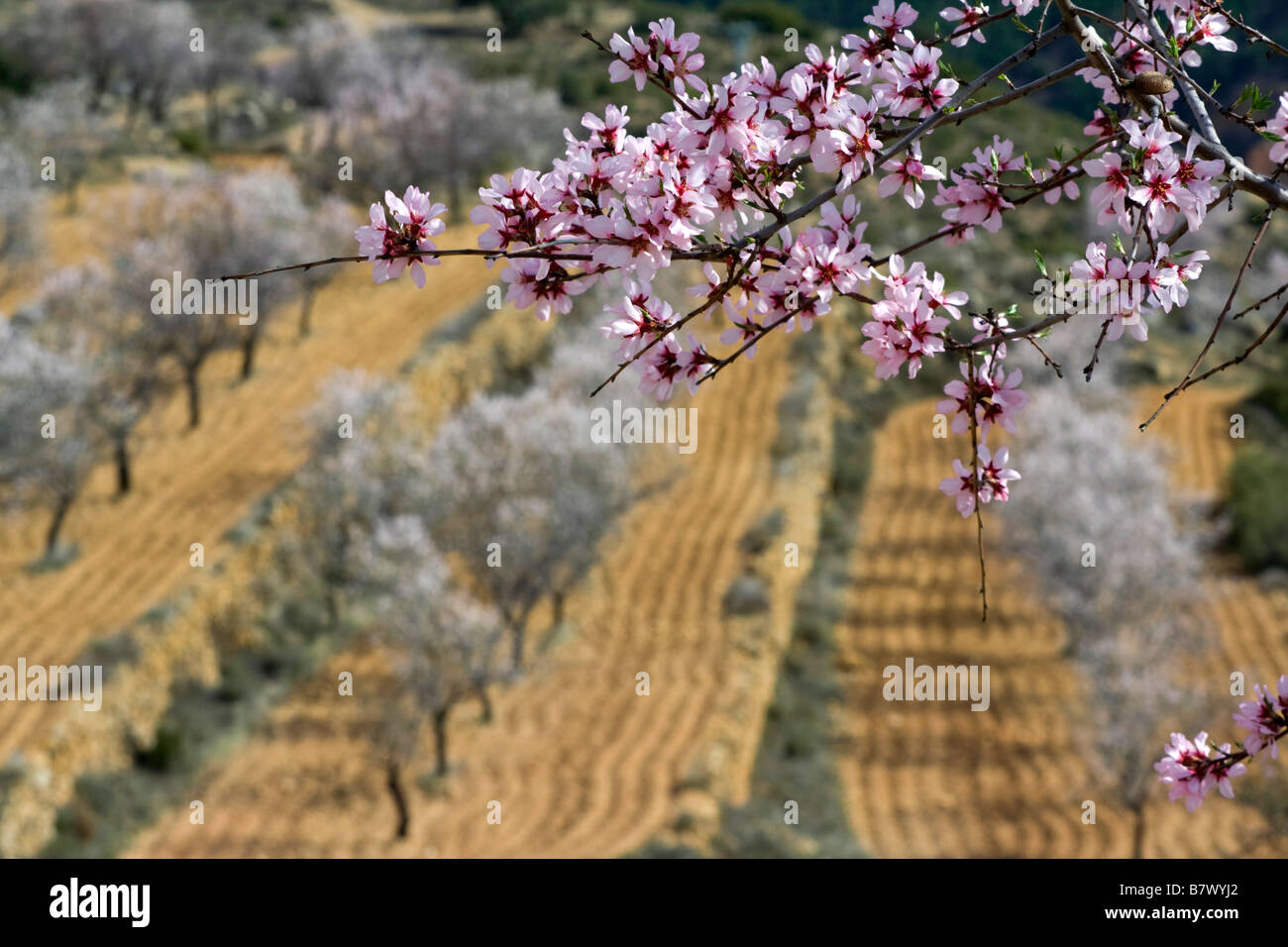 L'amande douce (Prunus amygdalus var. dulcis, Prunus dulcis var. dulcis), la floraison des amandiers, espagne, Valence, Porto Empedocle Banque D'Images