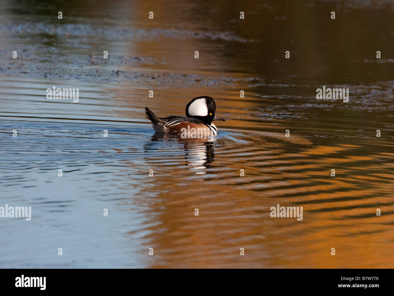 Harle couronné Lophodytes cucullatus sur le lac avec des reflets d'or à Buttertubs Marsh Nanaimo Vancouver Island en novembre Banque D'Images