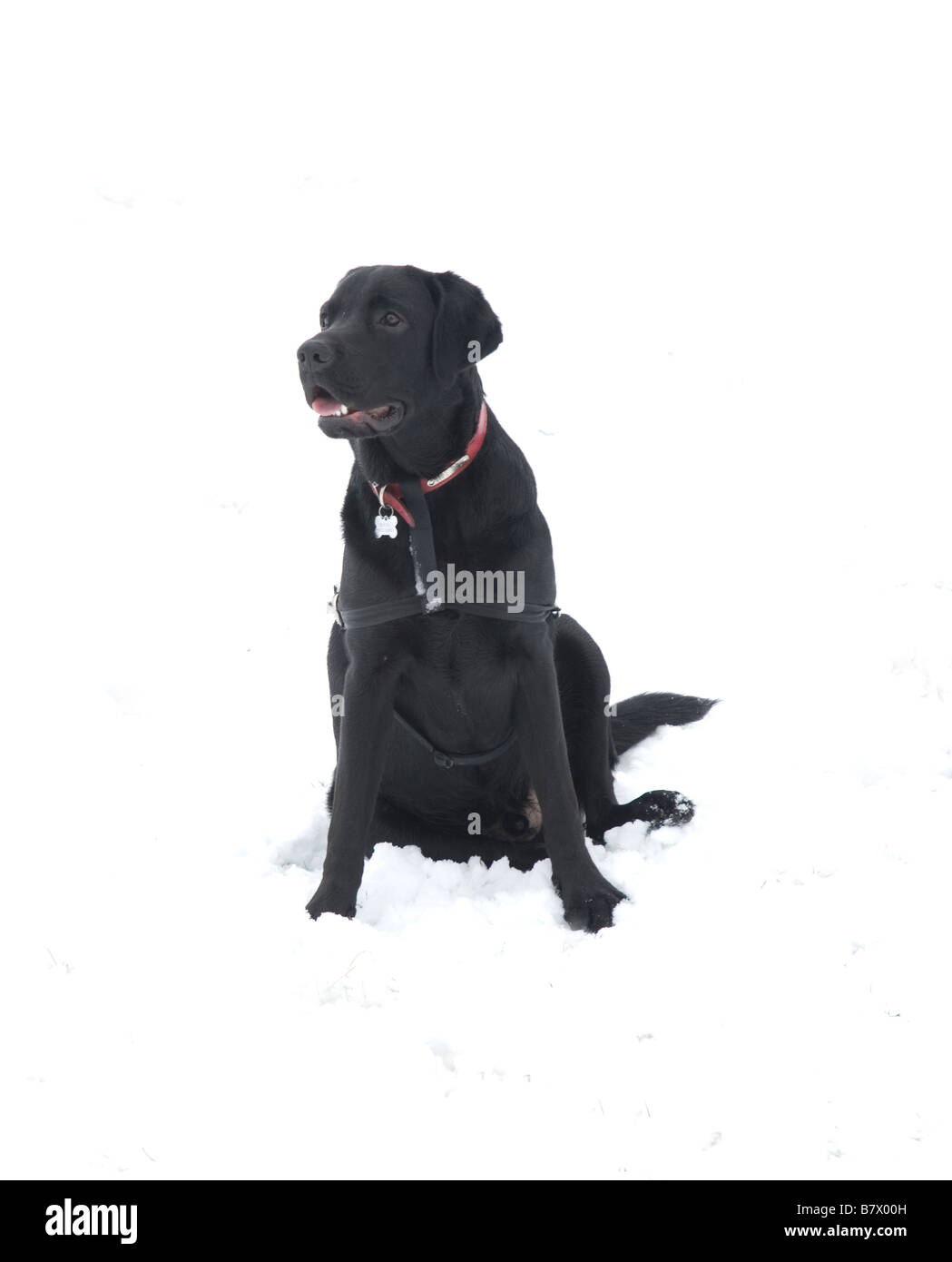 Labrador noir dans la neige Banque D'Images