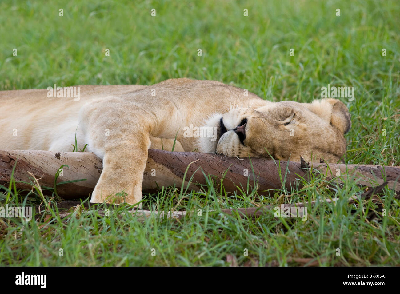 Lionne Lion dort Park Afrique du Sud Banque D'Images