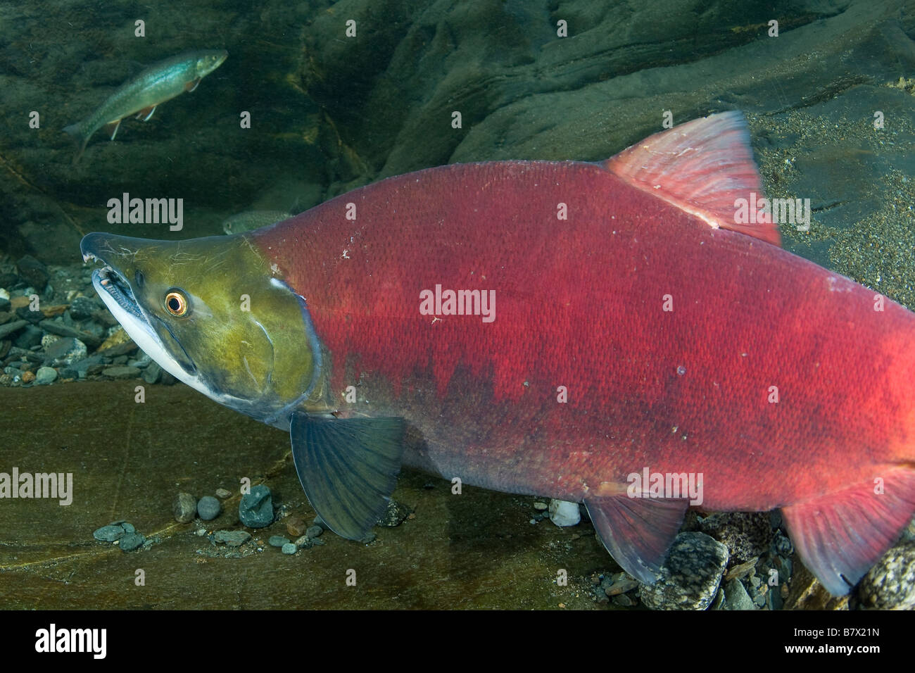 Saumon sockeye (saumon rouge) Oncorhynchus nerka Juneau Alaska Banque D'Images