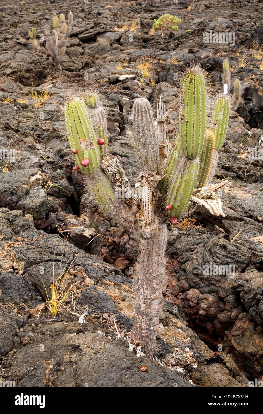Cactus candélabres, Isabela, l'île des Galapagos Banque D'Images