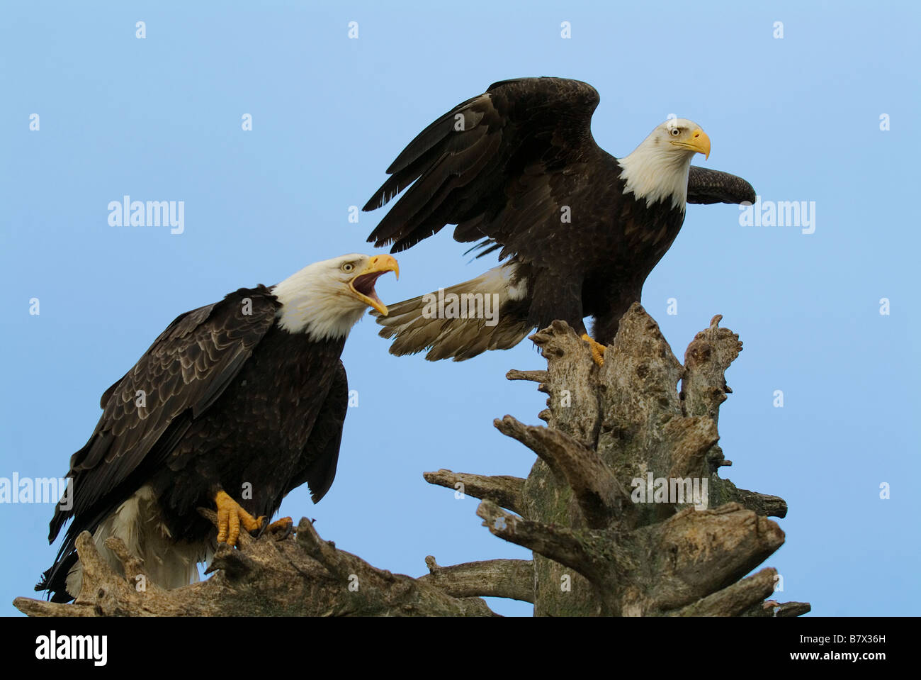 Le pygargue à tête blanche Haliaeetus leucocephalus Alaska Banque D'Images