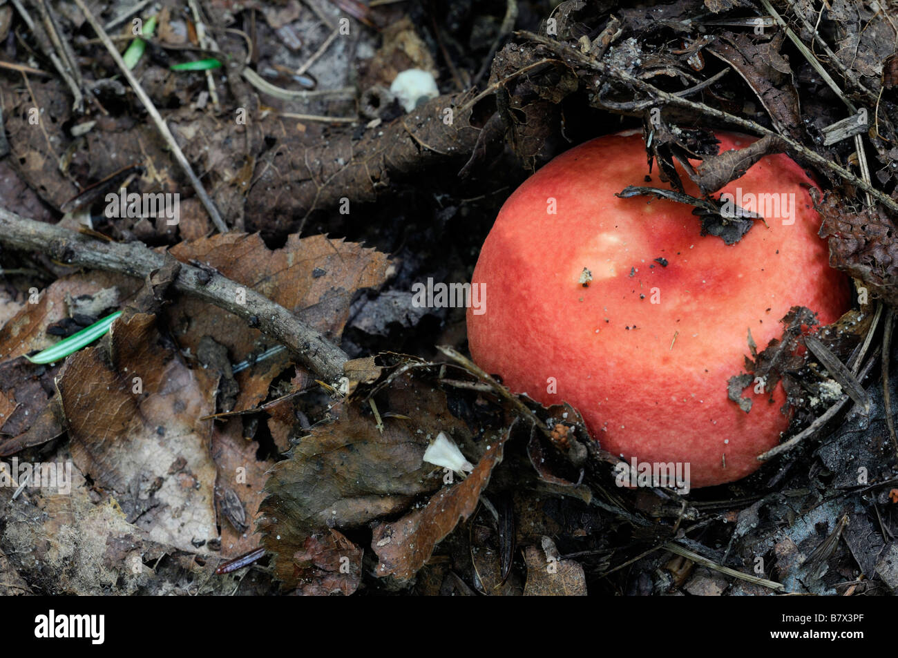 Bolets champignons comestibles orange unique organe de fructification émergent semblent sortir de la litière du sol de terre sol forestier Banque D'Images