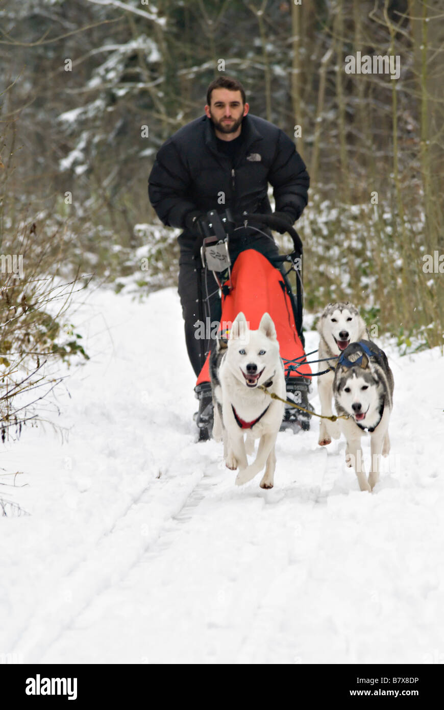 L'équipe de chiens de traîneau sur la neige dans un bois Anglais Banque D'Images