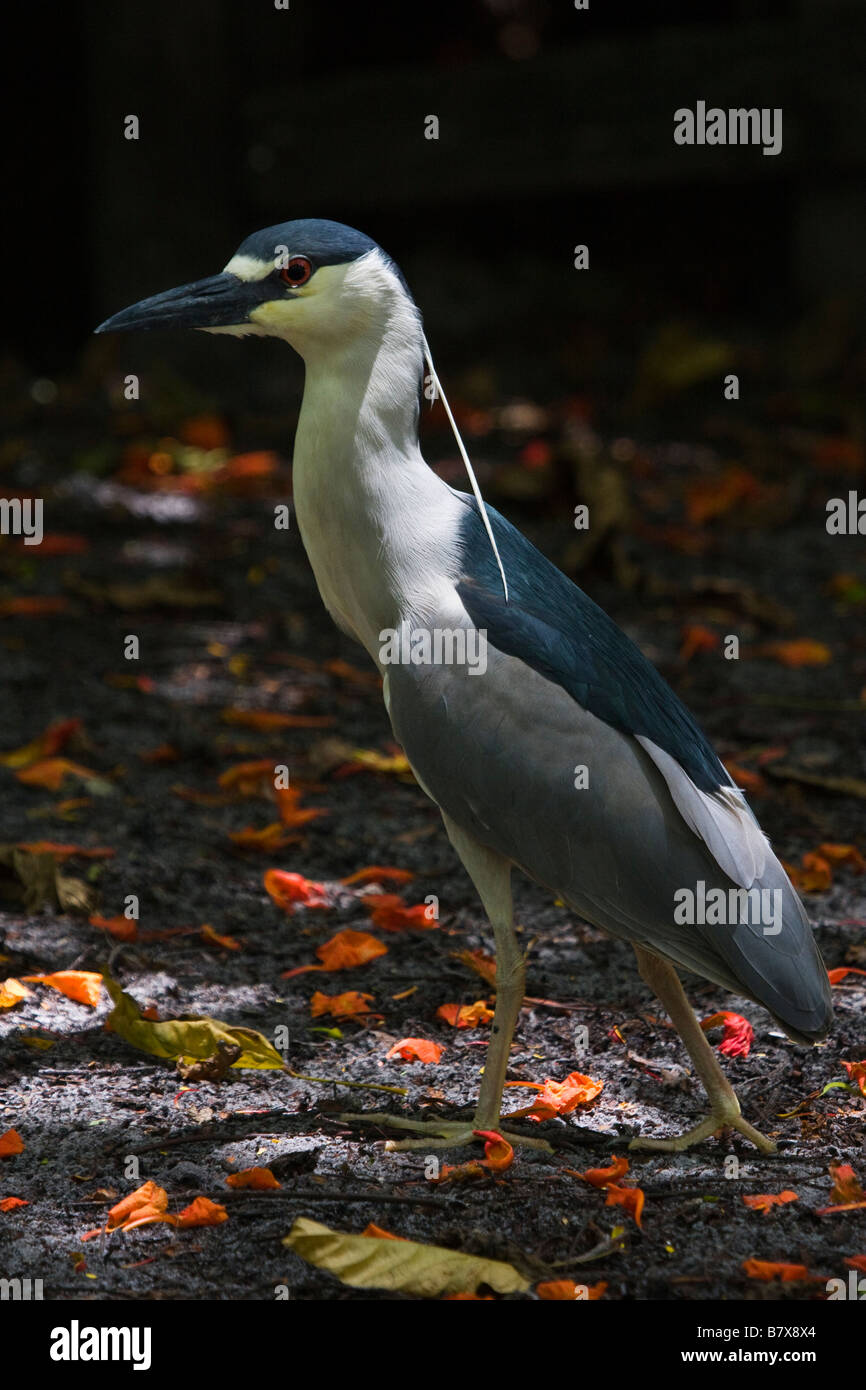 Black (Nycticorax nycticorax), Florida, USA Banque D'Images