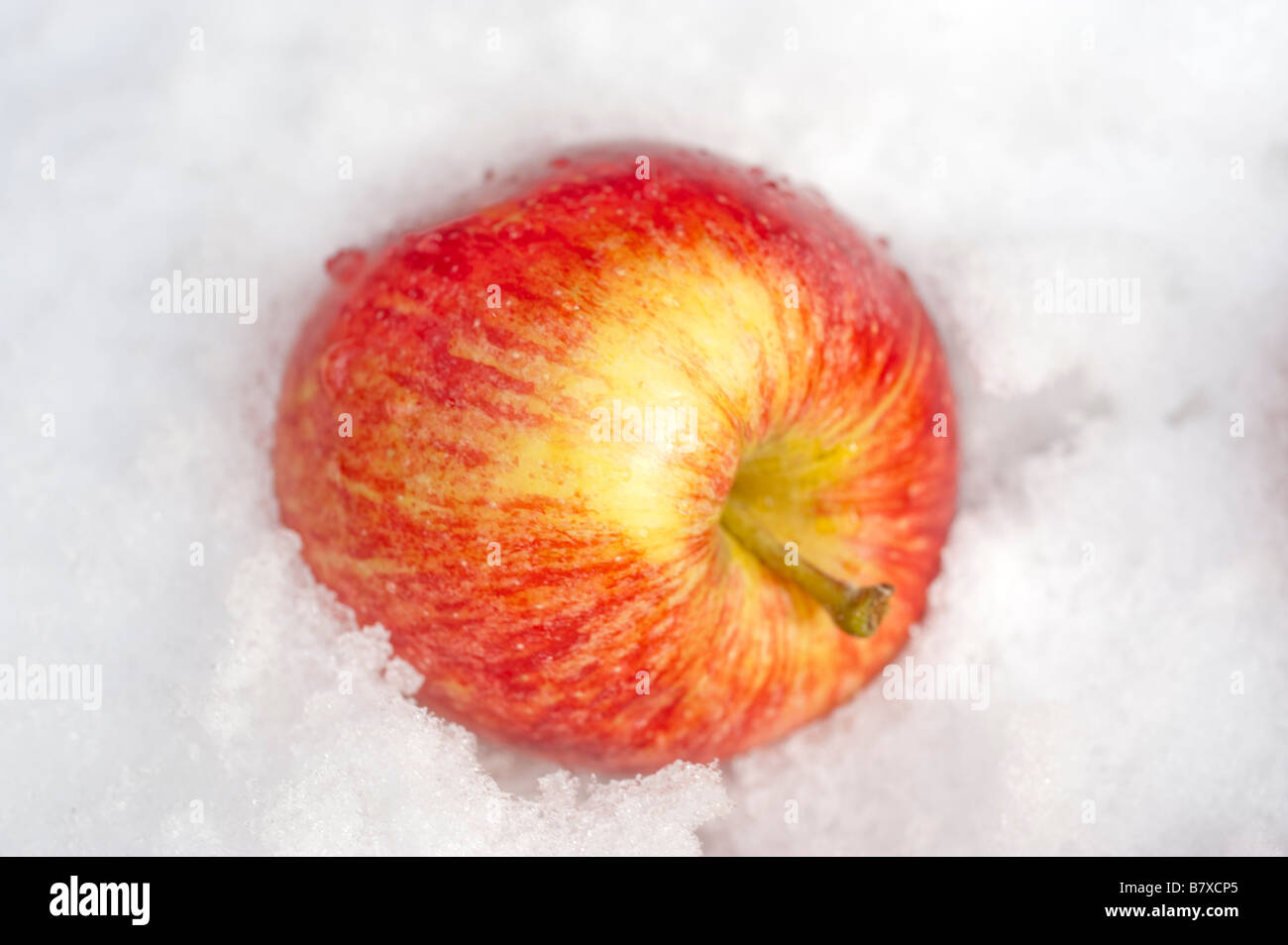 Un seul apple exceptionnels dans la neige Banque D'Images