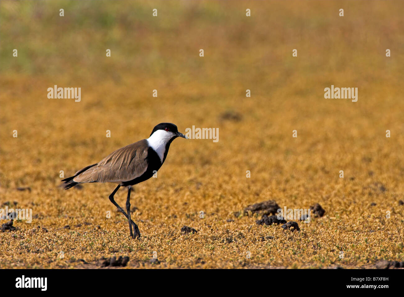 (Vanellus spinosus, Hoplopterus spinosus), le pré, Grèce, Lesbos Banque D'Images