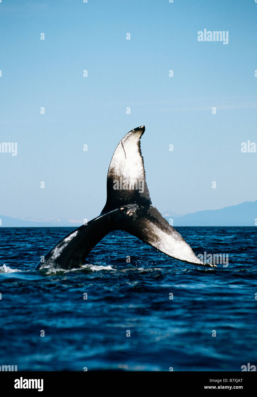 Baleine à bosse lobtailing, Chatham Strait, sud-est de l'Alaska Banque D'Images