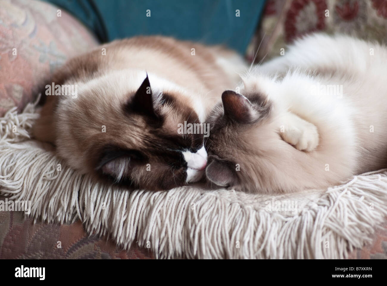 Deux chats bien couché ensemble pour la chaleur et le confort Banque D'Images