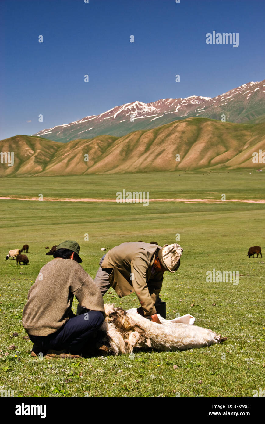 La tonte des nomades kirghizes un mouton dans les champs Banque D'Images