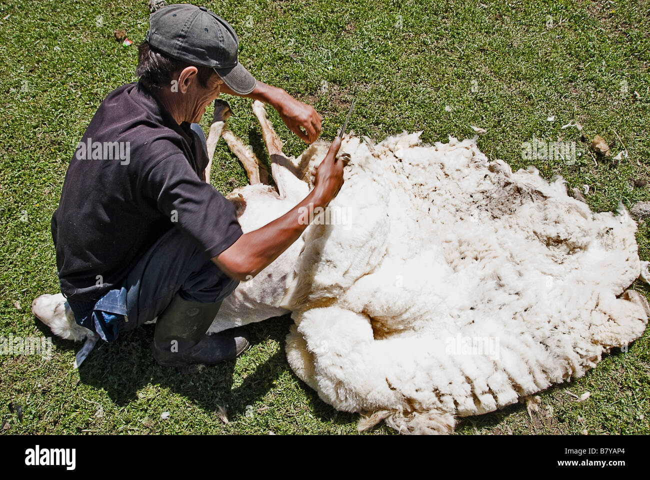Les nomades kirghizes tonte des moutons dans les domaines Kirghizistan Banque D'Images