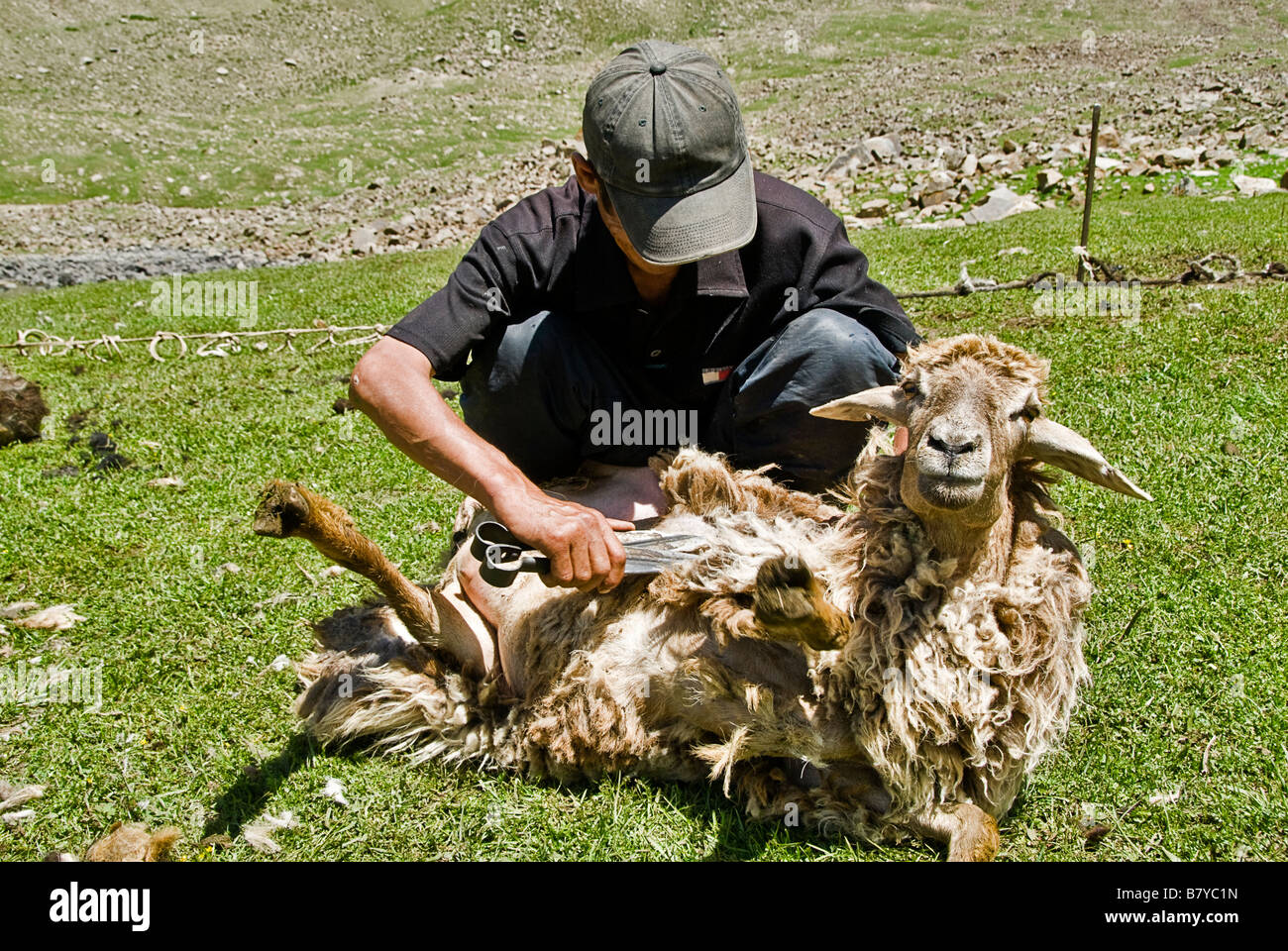 Les nomades kirghizes tonte des moutons dans les domaines Kirghizistan Banque D'Images