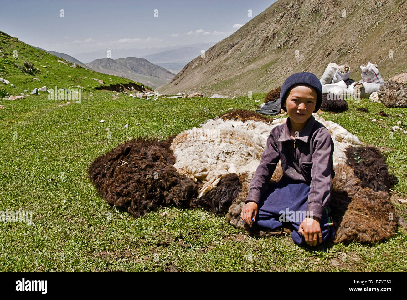 Les nomades kirghizes tonte des moutons dans les domaines Kirghizistan Banque D'Images