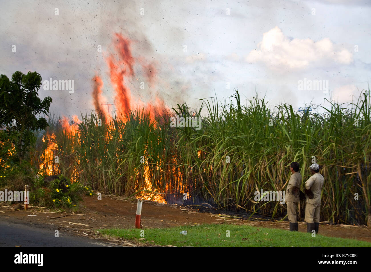 Champ de canne à sucre l'incendie contrôlé l'Afrique Maurice Banque D'Images