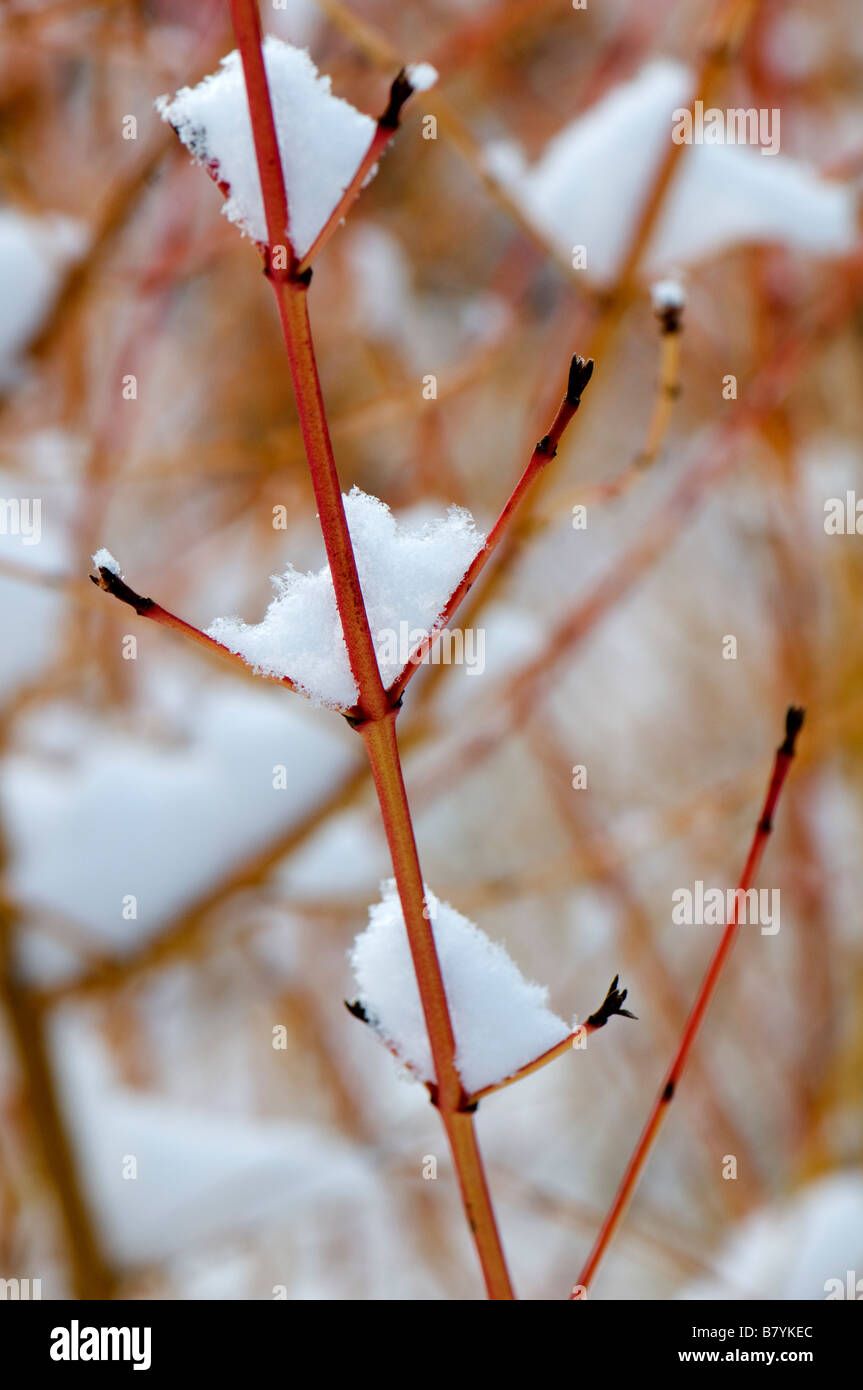 La neige a couvert Cornus Sanguinea Midwinter Fire Banque D'Images