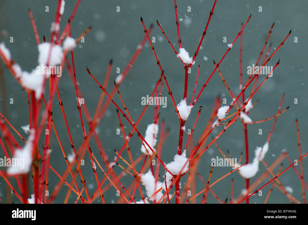 La neige a couvert Cornus Sanguinea Winter Flame Banque D'Images