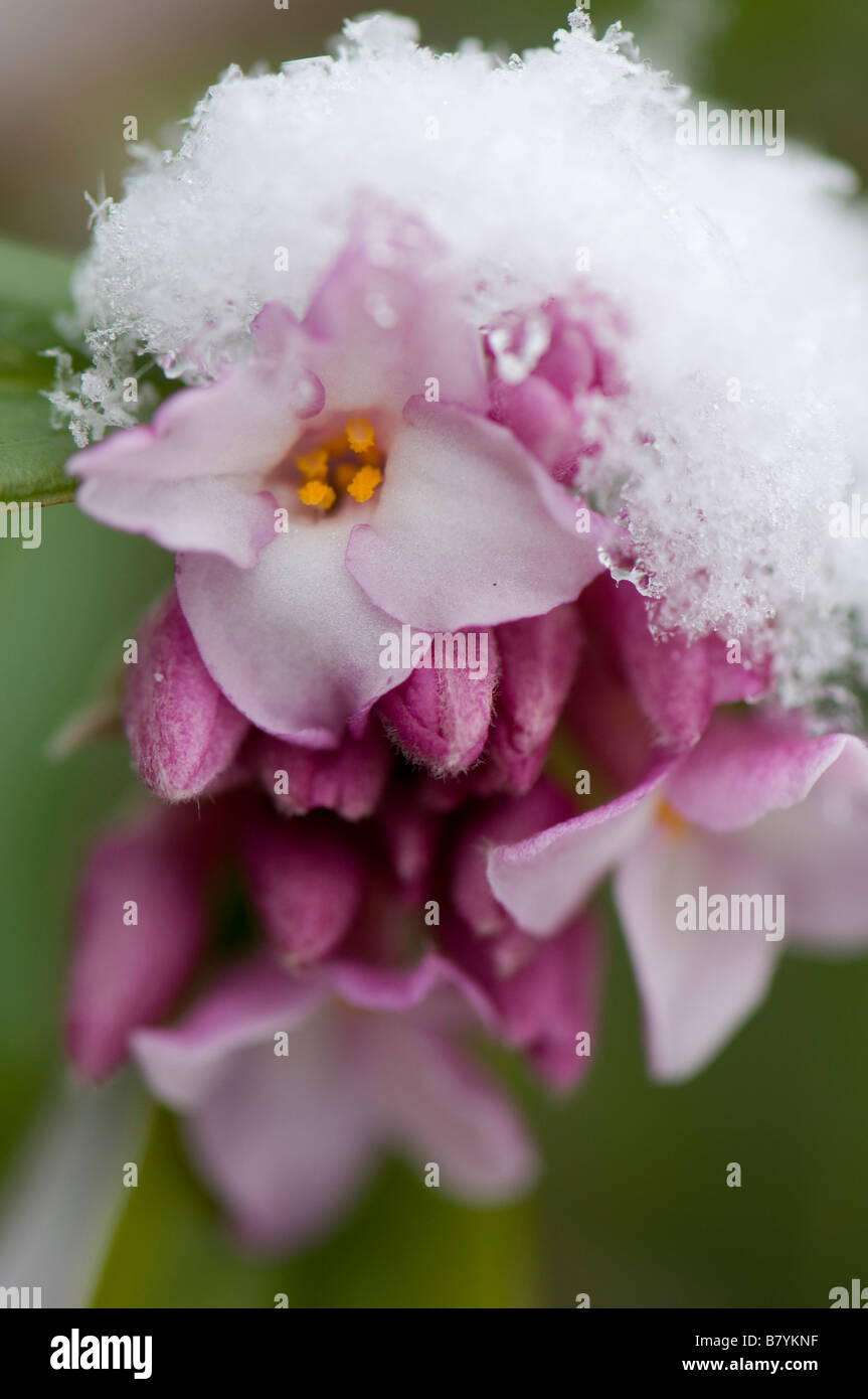 Couvert de neige Daphne Bholua Jacqueline Postill Banque D'Images