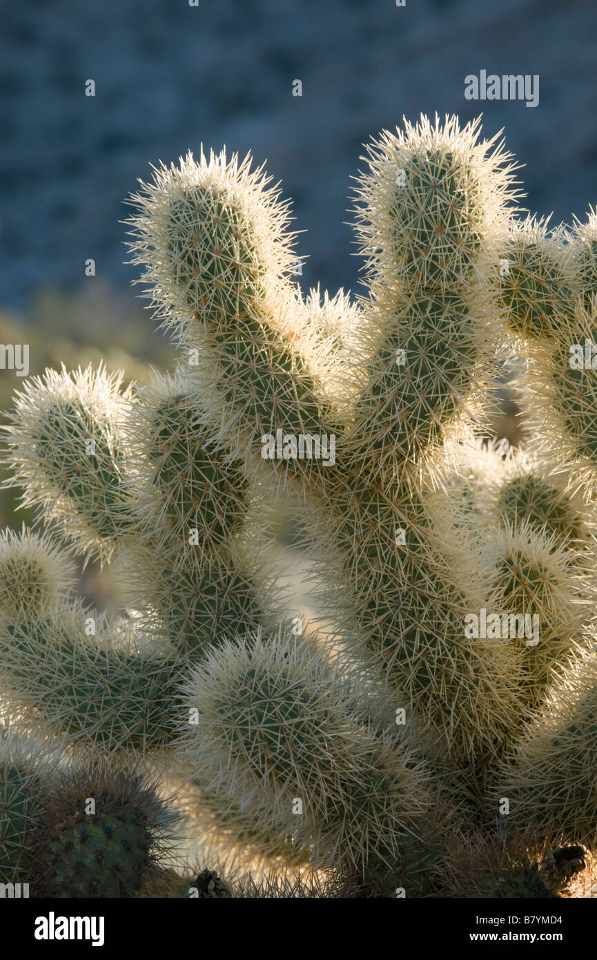 Teddy bear Cholla Cactus (Cylindropuntia bigelovii) Tinajas Altas Montagnes, Barry Goldwater Air Force Range, Arizona Banque D'Images